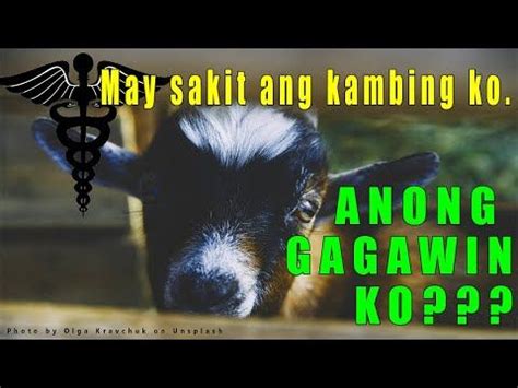 Mga Pangkaraniwang SAKIT NG KAMBING at mga .